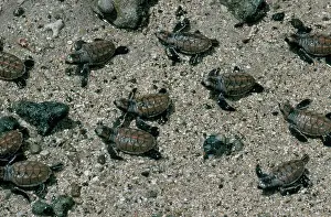 Chelonian: Hawksbill Turtle Hatchlings