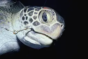 Hawksbill: Hawksbill Turtle hooked on line