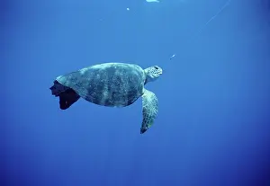Hawksbill: Hawksbill Turtle hooked on line