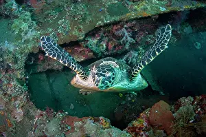 Ship: Hawksbill Turtle inside wreck