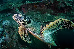 Ship: Hawksbill Turtle inside wreck