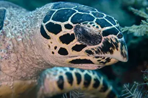 Hawksbill: Hawksbill Turtle - Jemeluk dive site, Amed, Bali