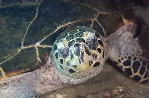 Pyramids: Hawksbill Turtle - Pyramids dive site, Amed
