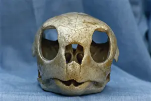 Orbit: Hawksbill Turtle skull