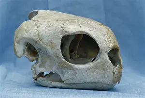 Imbricata: Hawksbill Turtle skull
