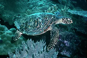 Sponges: Hawksbill Turtle - Small species of turtle, often