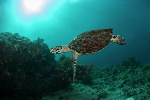 Hawksbill: Hawksbill Turtle - with sun in background - Waltons