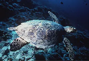 Turtles: HAWKSBILL TURTLE - swimming