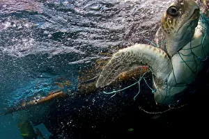Casualty: Hawksbill Turtle - trapped in a fishing net