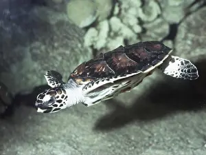 Hawksbill: HAWKSBILL TURTLE - underwater