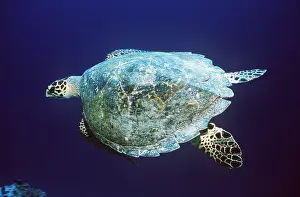 Turtles: HAWKSBILL TURTLE - UNDERWATER