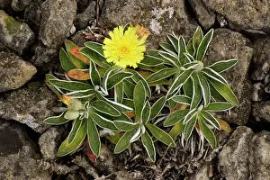 Hawkweed: A hawkweed