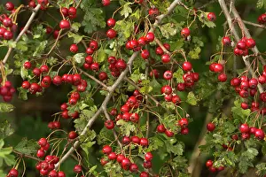 Haws: Haws on Common Hawthorn autumn