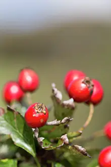 Haws: Haws - Hawthorn Berries - Autumn