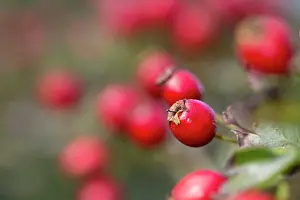 Haws: Haws - Hawthorn Berries - Autumn