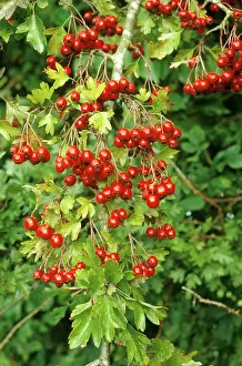 Haws: Hawthorn