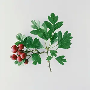 Midland: Hawthorn