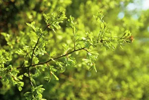 Midland: Hawthorn