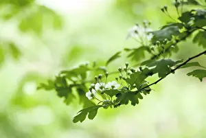 Midland: Hawthorn