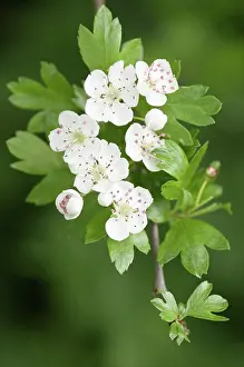 Crataegus: Hawthorn
