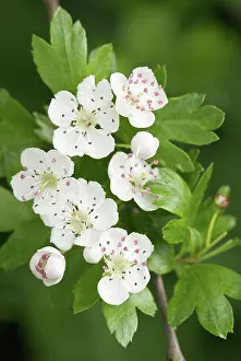 Crataegus: Hawthorn