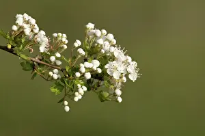 Crataegus: Hawthorn