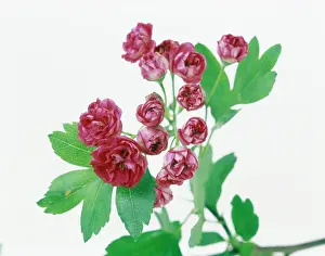 Laevigata: Hawthorn