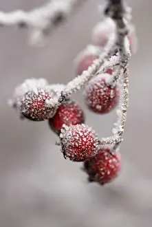 Crataegus: Hawthorn