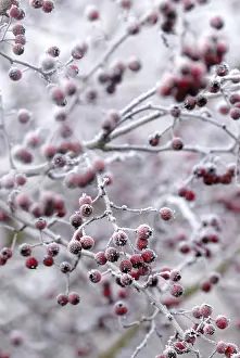 Crataegus: Hawthorn