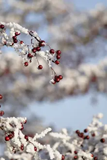 Crataegus: Hawthorn