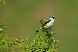 Oenanthe: Hawthorn