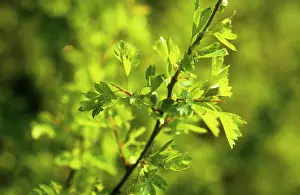 Crataegus: Hawthorn