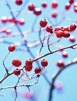 Laevigata: Hawthorn