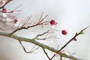 Persistence: Hawthorn