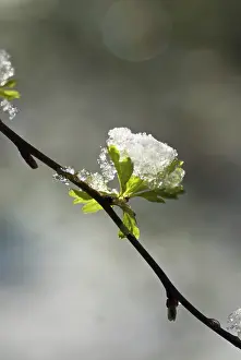 Persistence: Hawthorn