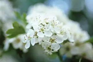 Pure: Hawthorn