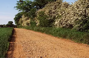 Tracks: HAWTHORN