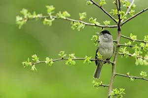 Atricapilla: Hawthorn
