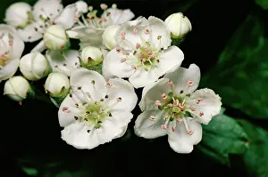 Cluster: HAWTHORN