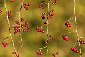 Haws: Hawthorn Berries - Cornwall - UK