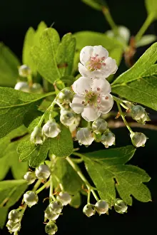 Hawthorns: Hawthorn blooming