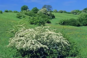 Hawthorns: Hawthorn Blossom - flowering in open hedge landscape