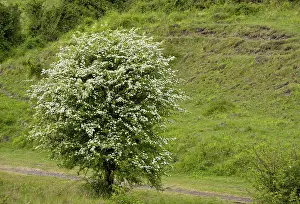 Crataegus: Hawthorn bush - in full flower in spring