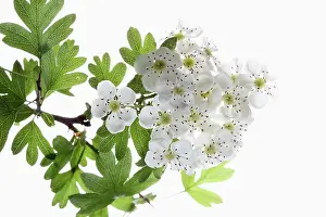 Crataegus: Hawthorn, Crataegus cultivar, Green subject, White