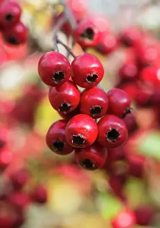 020617: Hawthorn, Crataegus monogyna, Red subject