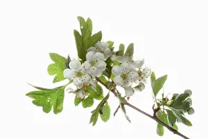 Crataegus: Hawthorn, Crataegus monogyna, White subject
