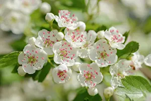 Crataegus: Hawthorn, Crataegus monogyna, White subject