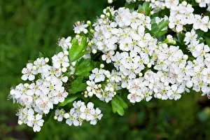 Hawthorns: Hawthorn - flowers