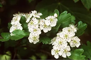 David C Dixon: HAWTHORN - flowers