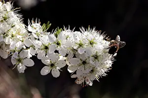 Hawthorns: Hawthorn - Flowers with insect feeding